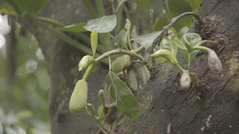 Static Shot of Young Jackfruit (Jaca) Growing on Tropical Jackfruit Tree Stock Footage 320633753