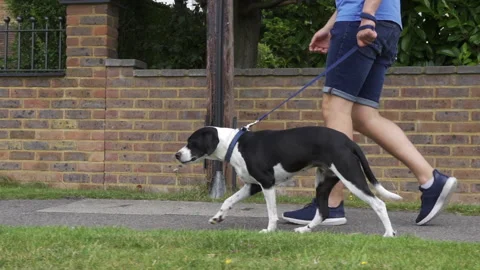 Static shot of young man walking across frame with pet dog along suburban street Stock Footage 137309159