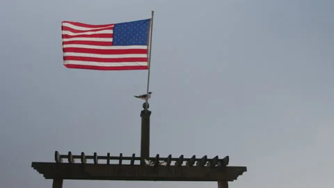 Static slow motion of bird sitting by American flag on pole against grey sky Stock Footage 235482364