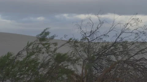 Static slow motion of bush branches in breeze against white sand dunes at dusk Stock Footage 234033485
