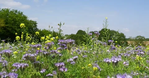 Static, slow motion shot of a field of phacelia growing on a farm in the UK.. Stock Footage 282580739
