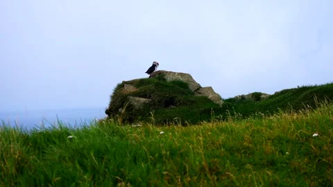 Static slow motion shot of a puffin over a rock with fish in its peak Stock Footage 252739849
