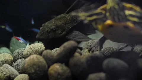 Static slow motion shot of a yellow belly slider turtles (Trachemys Stock Footage 146137315