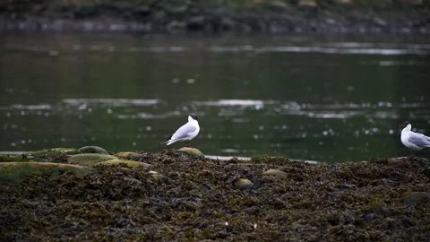 Static slow motion tracking shot of seagull perching and walking on rocky s.. Stock Footage 335801870