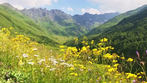 Static slow motion view of Scenic georgian mountain greenery with daisies in  Vídeos de archivo 145985439