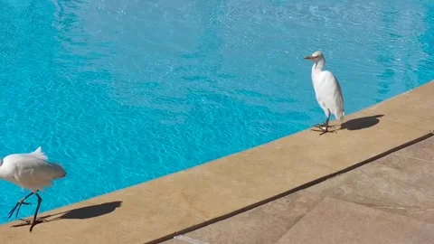 Static slow pan of egret standing and walking along pool edge by turquoise .. Stock Footage 329871024