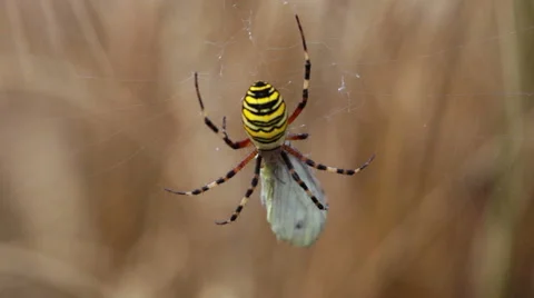 Static spider on cob waving in wind Stock Footage 60244278
