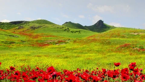 Static spring green nature meadow field with hilly background and poppy flowe 스톡 동영상 153590853