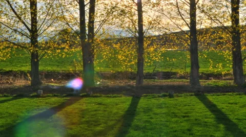 Static time-lapse shot of poplar trees with lens flare Stock Footage 52328148