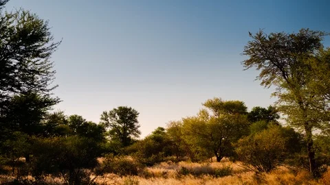 Static timelapse of African savannah landscape in early winter/fall at sunset Stock-Footage 143665443