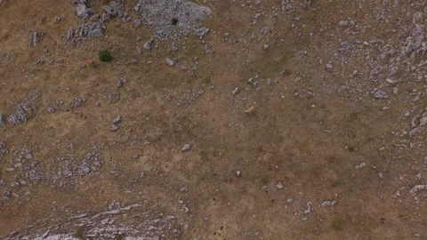 Static Top-Down Aerial View of Cow Walking Down Dry Sunbaked Meadow Slope  Vídeo Stock 342716517