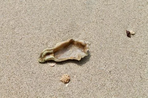 Static Top-Down Macro Shot of a Ridged Sea Shell Resting on Sandy Beach Stock Photos