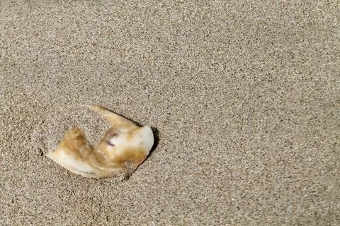 Static Top-Down Macro Shot of a Ridged Sea Shell Resting on Sandy Beach Stock Photos
