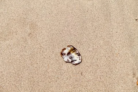 Static Top-Down Macro Shot of a Ridged Sea Shell Resting on Sandy Beach Stock Photos