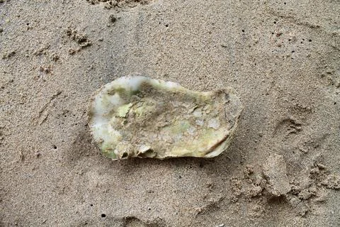 Static Top-Down Macro Shot of a Ridged Sea Shell Resting on Sandy Beach Stock Photos