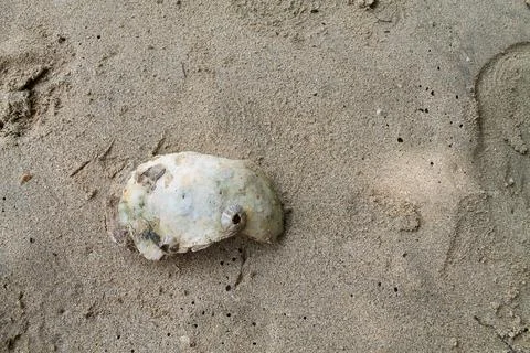 Static Top-Down Macro Shot of a Ridged Sea Shell Resting on Sandy Beach Stock Photos