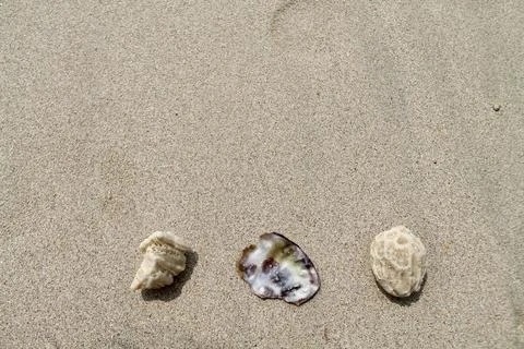 Static Top-Down View of Sea Shell and Coral Fragments on Fine Sandy Beach Fotos de archivo