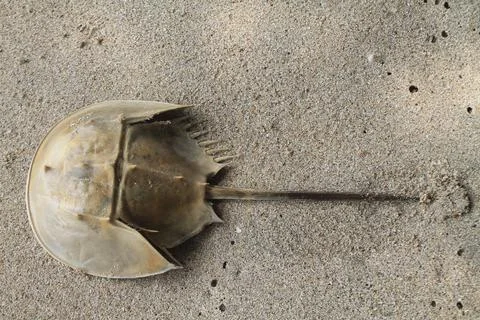 Static Top-Down View of Washed-Up Horseshoe Crab Carcass Stock Photos