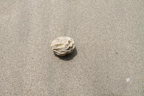 Static Top-Down View of White Coral Stone on Fine Sandy Beach Stock Photos
