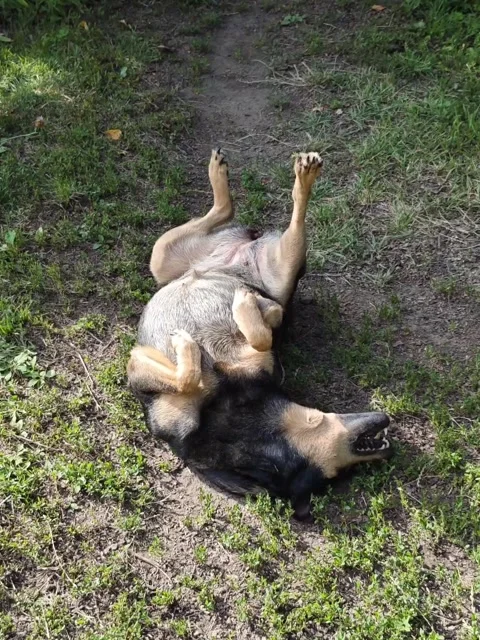 Static top view playful dog rolling on back outdoors sunny video Stock Footage 340878927