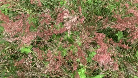 Static Top View Shot of Pink Wild Grass Flowers Swaying Toba Samosir 4K Footage Stock Footage 345147802