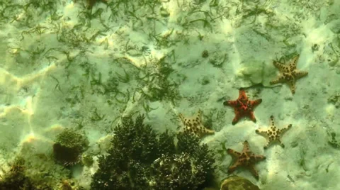 Static top view of underwater corals and fish Stock Footage 32707200