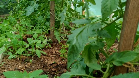 Static tripod view of hands pulling weeds out of a vegetable patch by Stock Footage 111735294