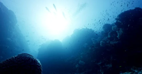Static underwater reef shot against the sun with silhouetted fish Stock Footage 88474339