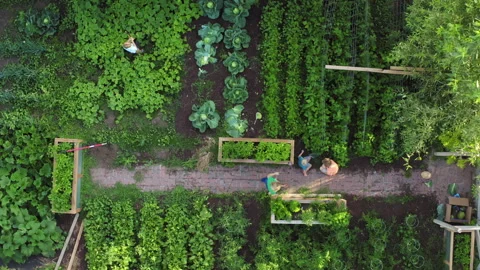Static unmoving overhead top down aerial drone view of family tending to garden Stock Footage 248162338