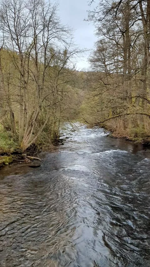 Static Vertical 4K Video of a Shallow Forest River Flowing Between Stones Stock Footage 332510754