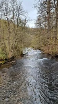 Static Vertical 4K Video of a Shallow Forest River Flowing Between Stones Stock Photos