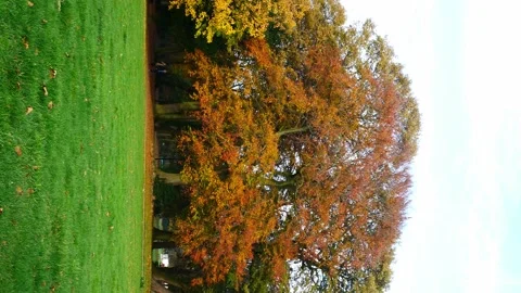A static, vertical / 9:16 shot of colourful autumn tree foliage in a park Stock Footage 143013506