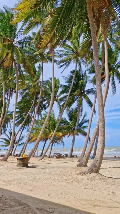 Static vertical shot of coconut palm trees swaying against white sandy beach Stock Footage 274471365