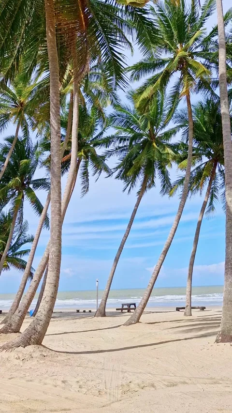 Static vertical shot of coconut palm trees swaying against white sandy beach Stock Footage 274471376
