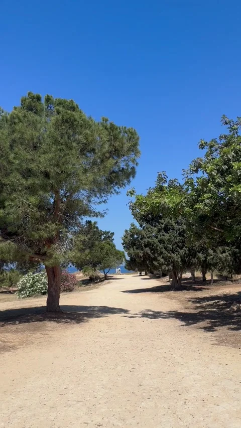 Static vertical shot of a dirt path through green trees near ancient ruins Stock Footage 336333990