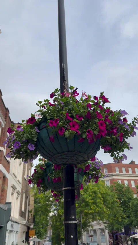 Static vertical shot of a hanging flower basket on a street lamp post in london Stock Footage 337366171