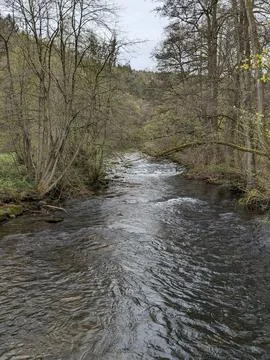 Static Vertical Shot of a Shallow Forest River Flowing Between Spring Trees Photos