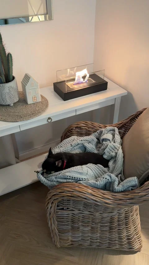 Static vertical shot of sleeping dog near bioethanol fireplace on white table 4K Stock-Footage 345754688
