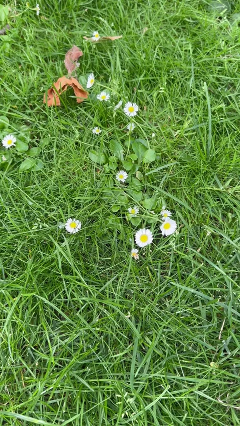 Static vertical shot of small daisy flowers in green grass close up Stock Footage 337160390