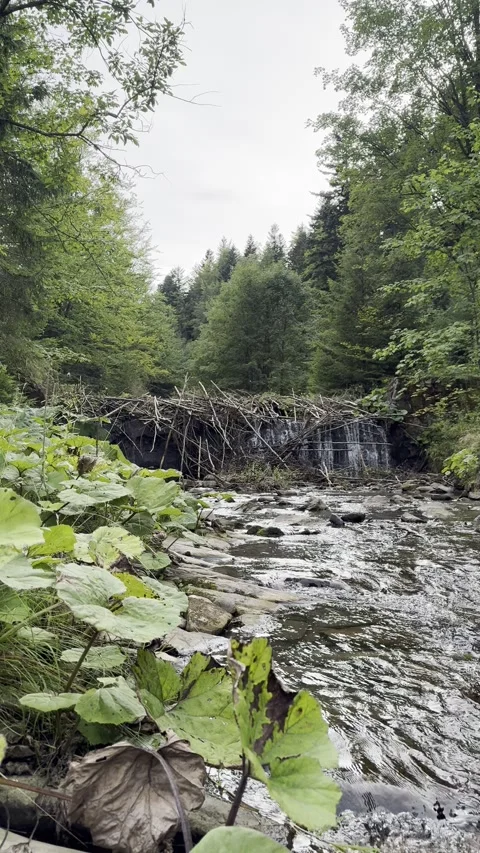 Static Vertical View of Wild Beaver Dam on River 4K 30fps Видео 344909091