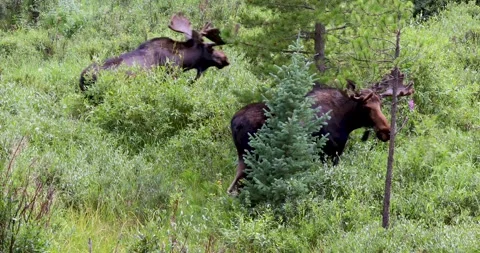 Static video of 2 moose in Colorado Stock Footage 342220805