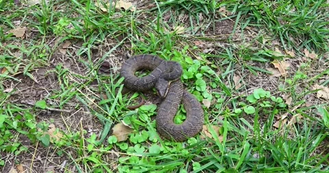Static video of an adult Plain-bellied Stock Video Pond5