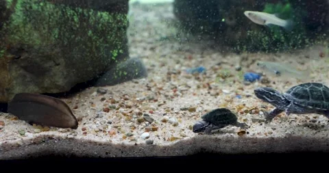 Static video of a baby turtle, gold fish and other fish in an aquarium feeding Stock Footage 338187785