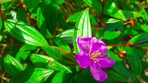 Static Video of A bright pink flower with a small insect. Stock-Footage 289255546