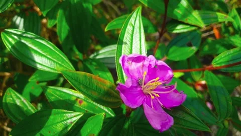 Static Video of A bright pink flower with a small insect. Stock-Footage 289255576