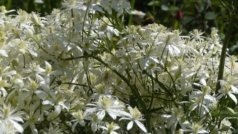 Static video of bumblebee pollinating white clematis flowers Stock Footage 336717977
