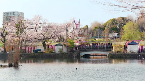 Static video of cherry blossom trees of Shinobazu pond at Ueno in spring. Video stock 125904585