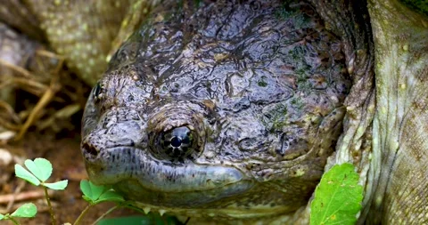 Static video of Common Snapping Turtle Chelydra serpentina closeup of face Stock Footage 309941041