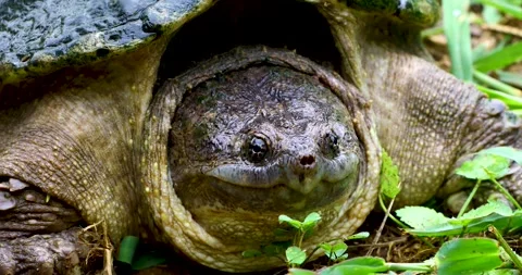 Static video of a Common Snapping Turtle Chelydra serpentina closeup of face Stock Footage 310199467