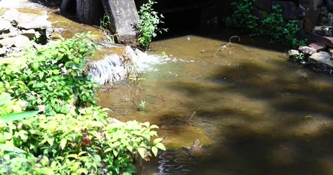 Static video of a common snapping turtle swimming in a pond in the Old Mill Stock Footage 313663324